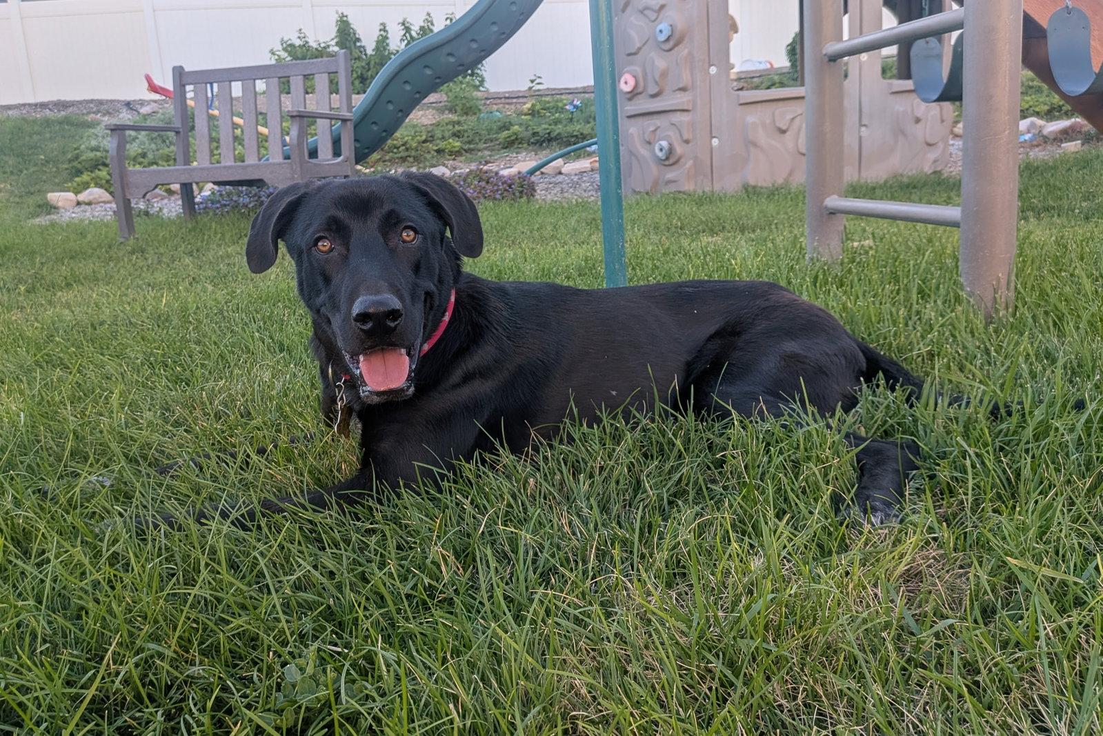 Enlarge All American Kai, a Adoptable mixed breed in Salt Lake City, UT image 3/3