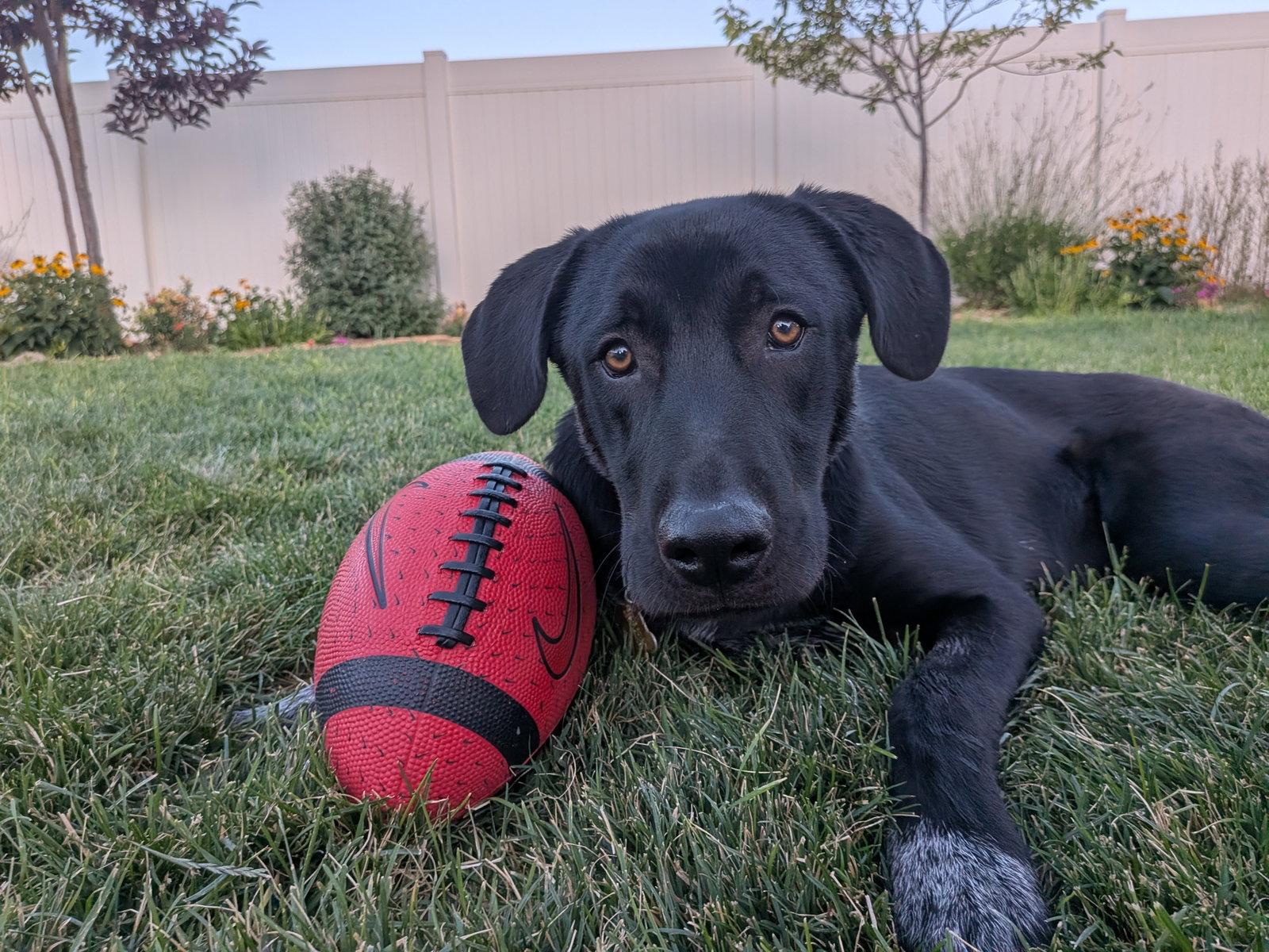 All American Kai, a Adoptable mixed breed in Salt Lake City, UT image 2/3