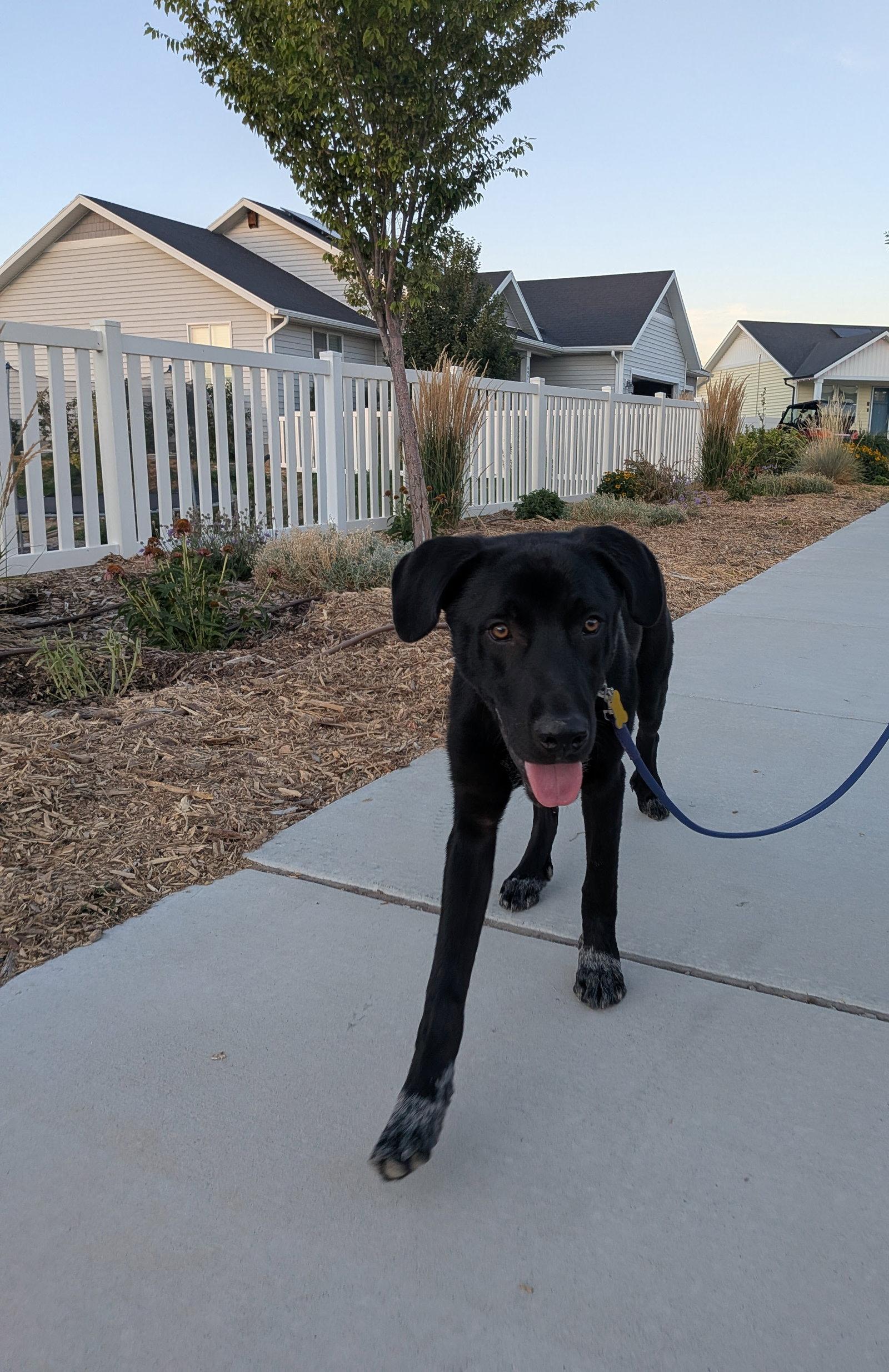 All American Kai, a Adoptable mixed breed in Salt Lake City, UT image 3/3