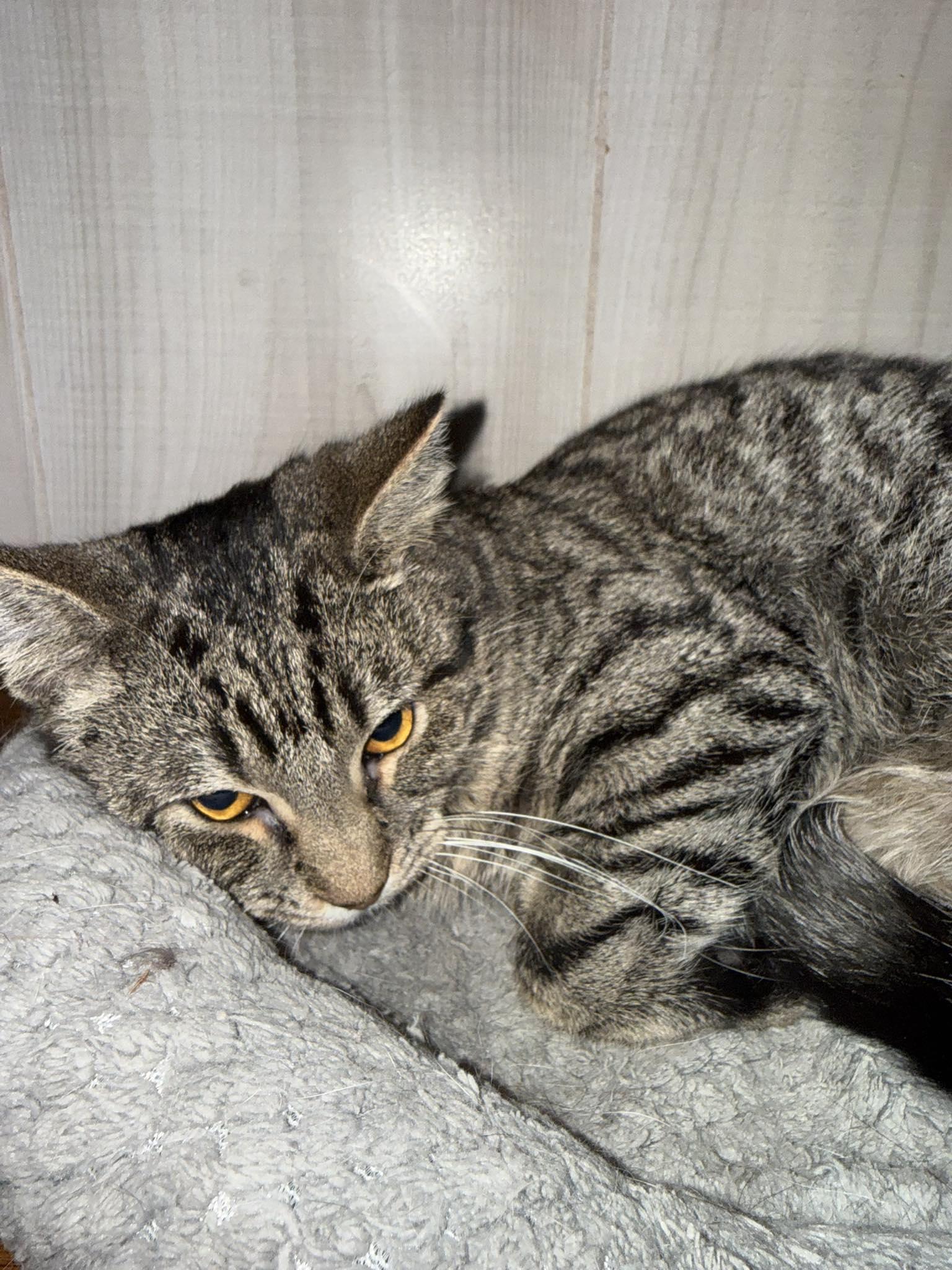 Royce — thumbnail 2