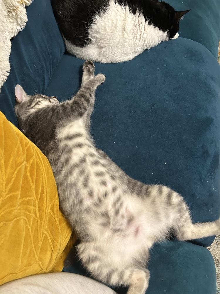 Enlarge Fruitcake, a Adoptable Domestic Short Hair in Stafford, VA image 3/5