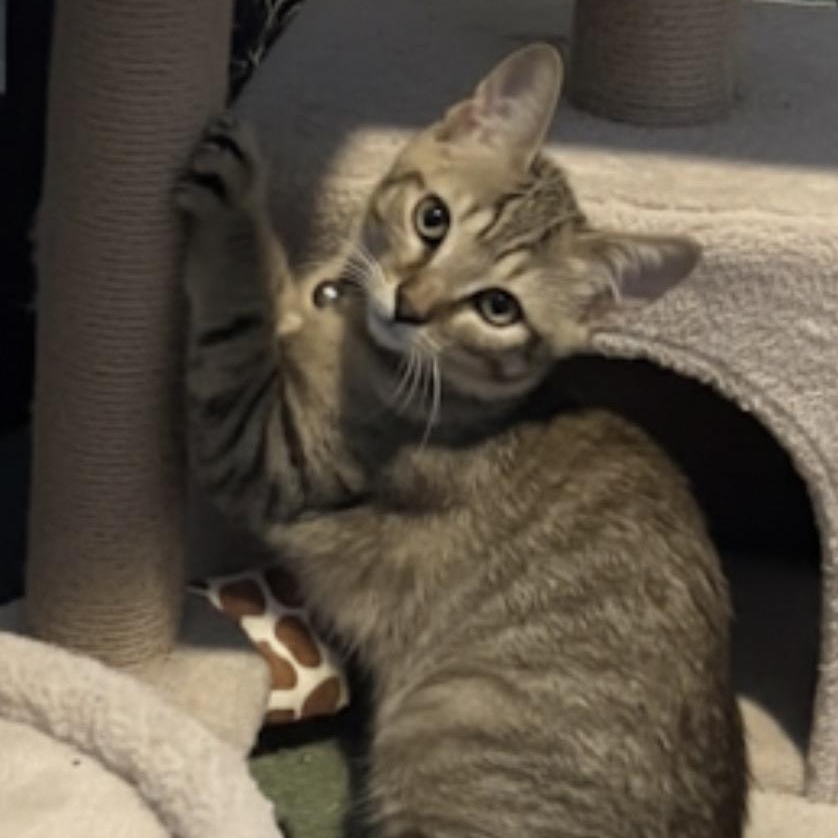 Enlarge Nathan , a ADOPTABLE mixed breed in Westland, MI image 3/3