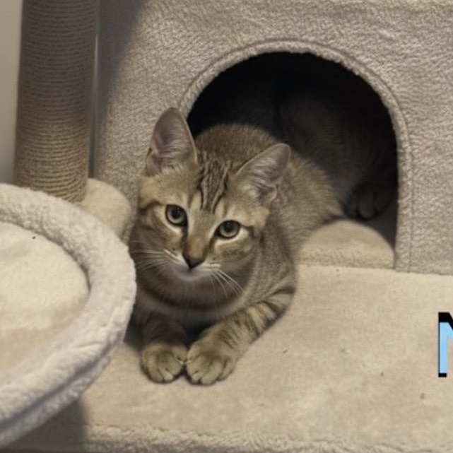 Nathan , ADOPTABLE, Kitten Male Tabby.