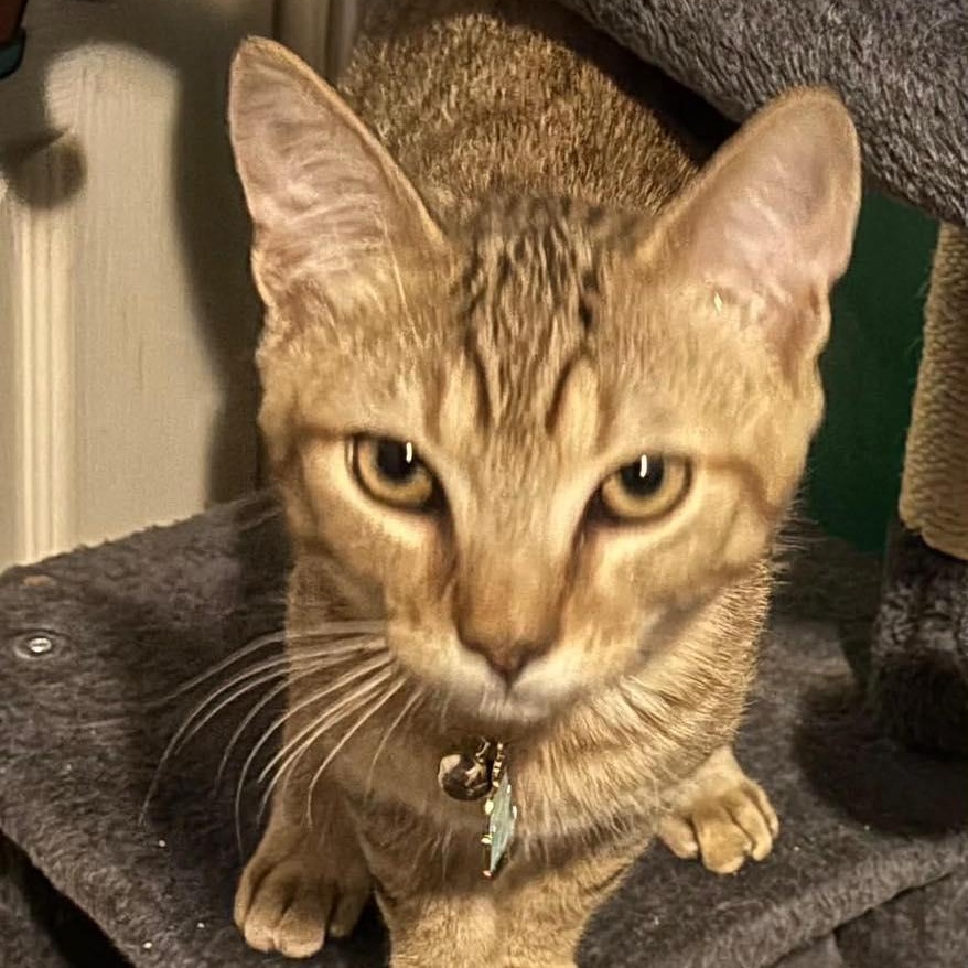 Enlarge Nathan , a ADOPTABLE mixed breed in Westland, MI image 2/3