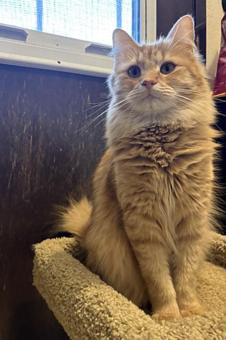 PORTOKALI, an adopted Domestic Long Hair in Sequim, WA image 5/6