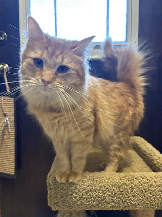 PORTOKALI, an adopted Domestic Long Hair in Sequim, WA image 2/6