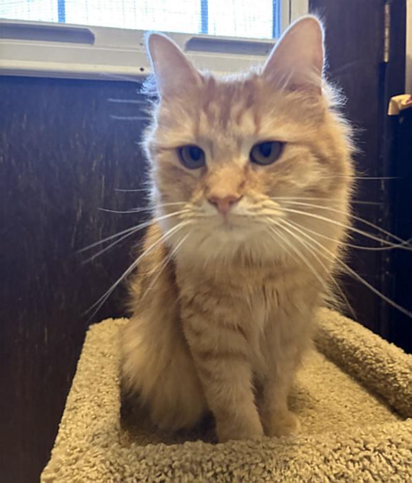 PORTOKALI, an adopted Domestic Long Hair in Sequim, WA image 3/6