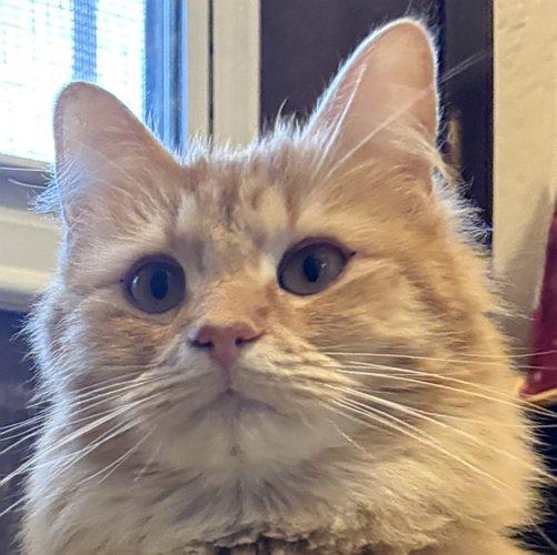 PORTOKALI, adopted, Young Female Domestic Long Hair.