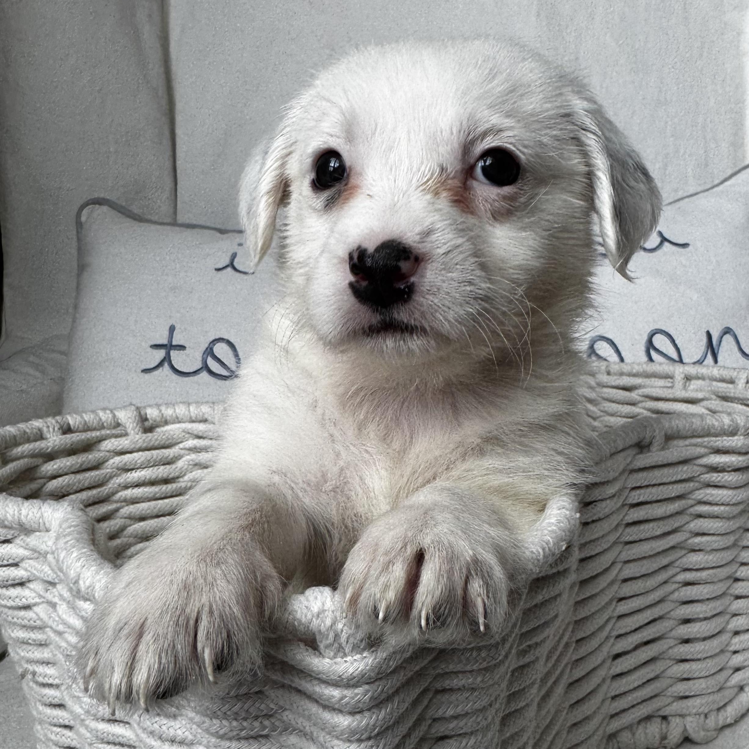 Heidi, adopted, Puppy Female Jack Russell Terrier & Dachshund.