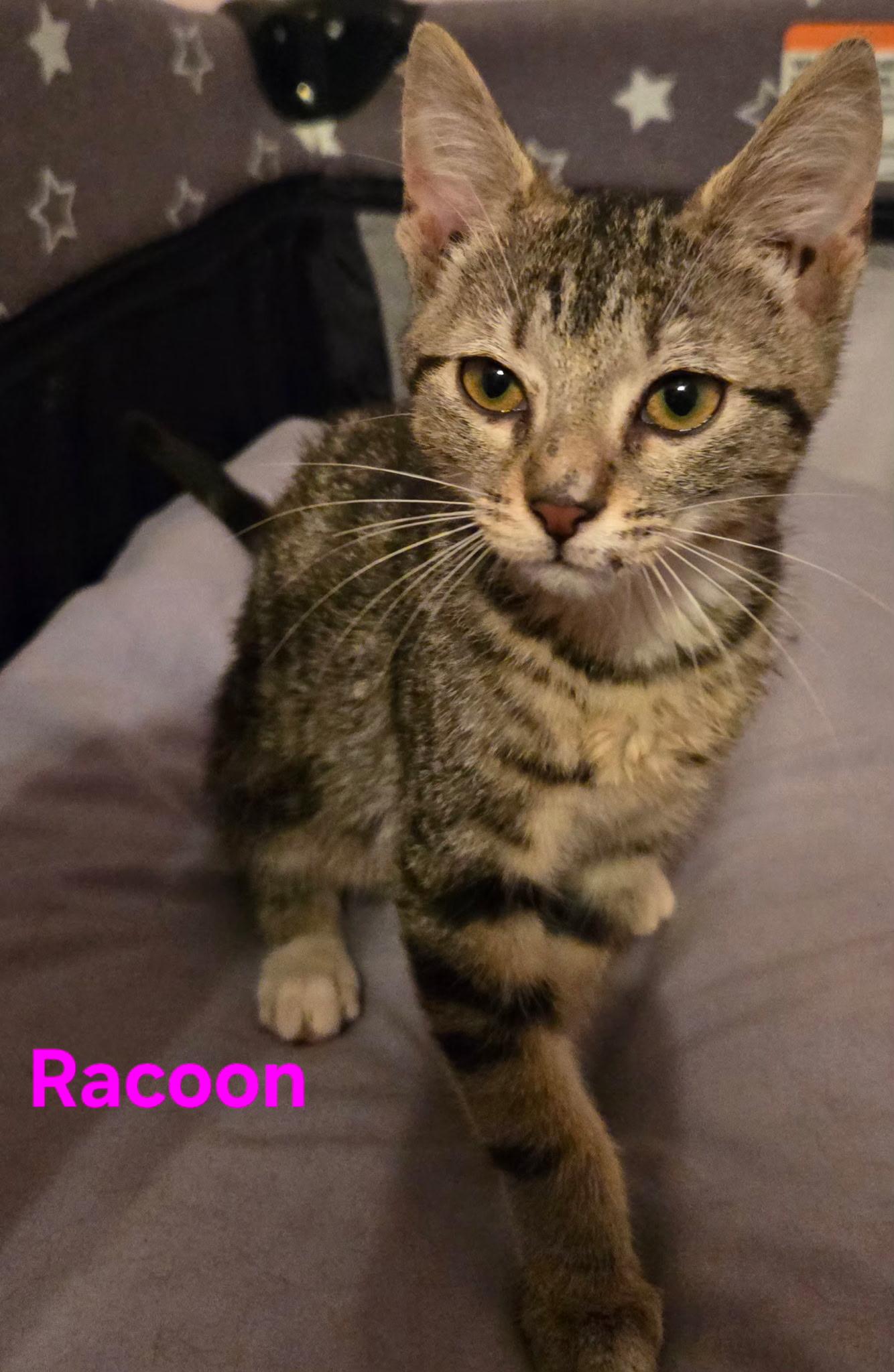 Raccoon, a ADOPTABLE mixed breed in Elgin, SC image 1/3