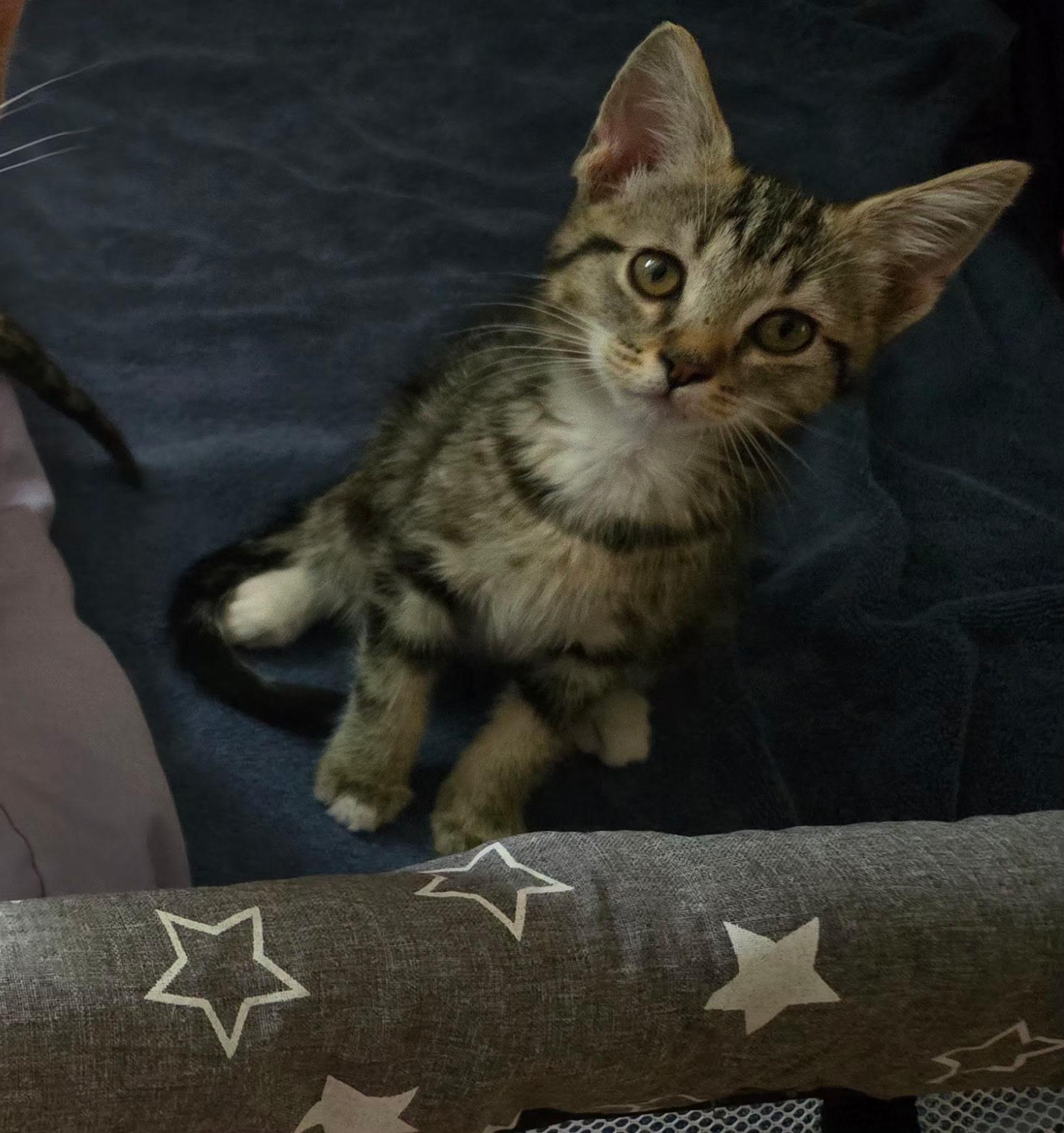 Raccoon, a ADOPTABLE mixed breed in Elgin, SC image 3/3