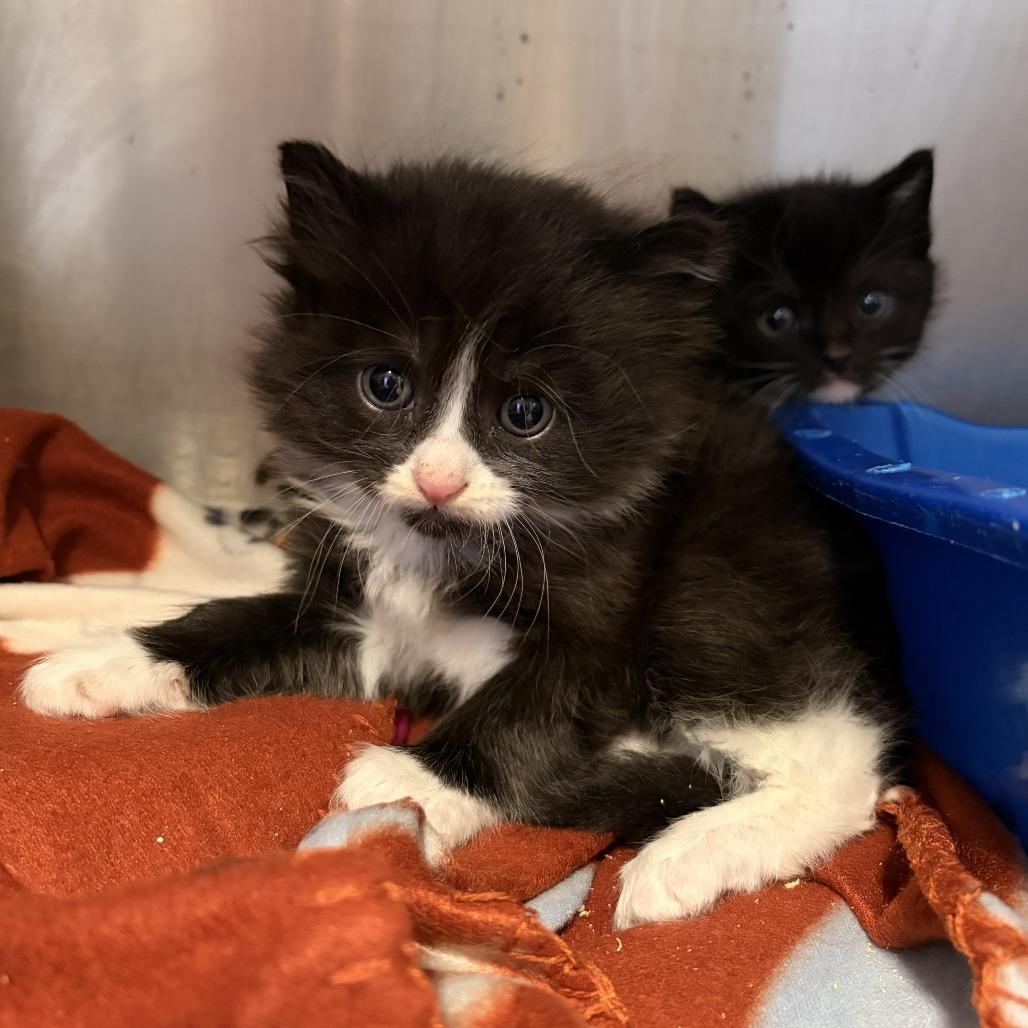 Taffy, Adoptable, Kitten Male Domestic Medium Hair.