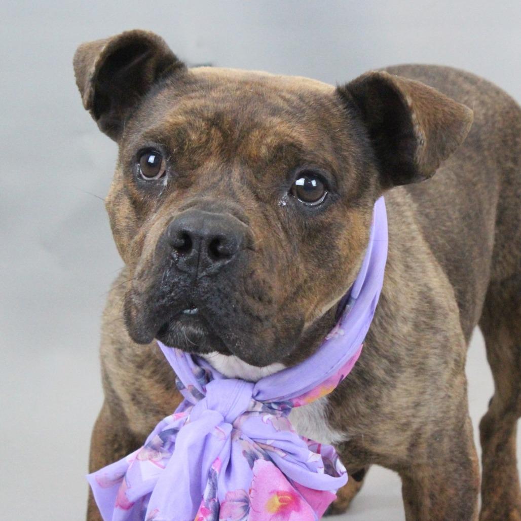 Enlarge Vivian, a Adoptable mixed breed in Greenville, SC image 1/6