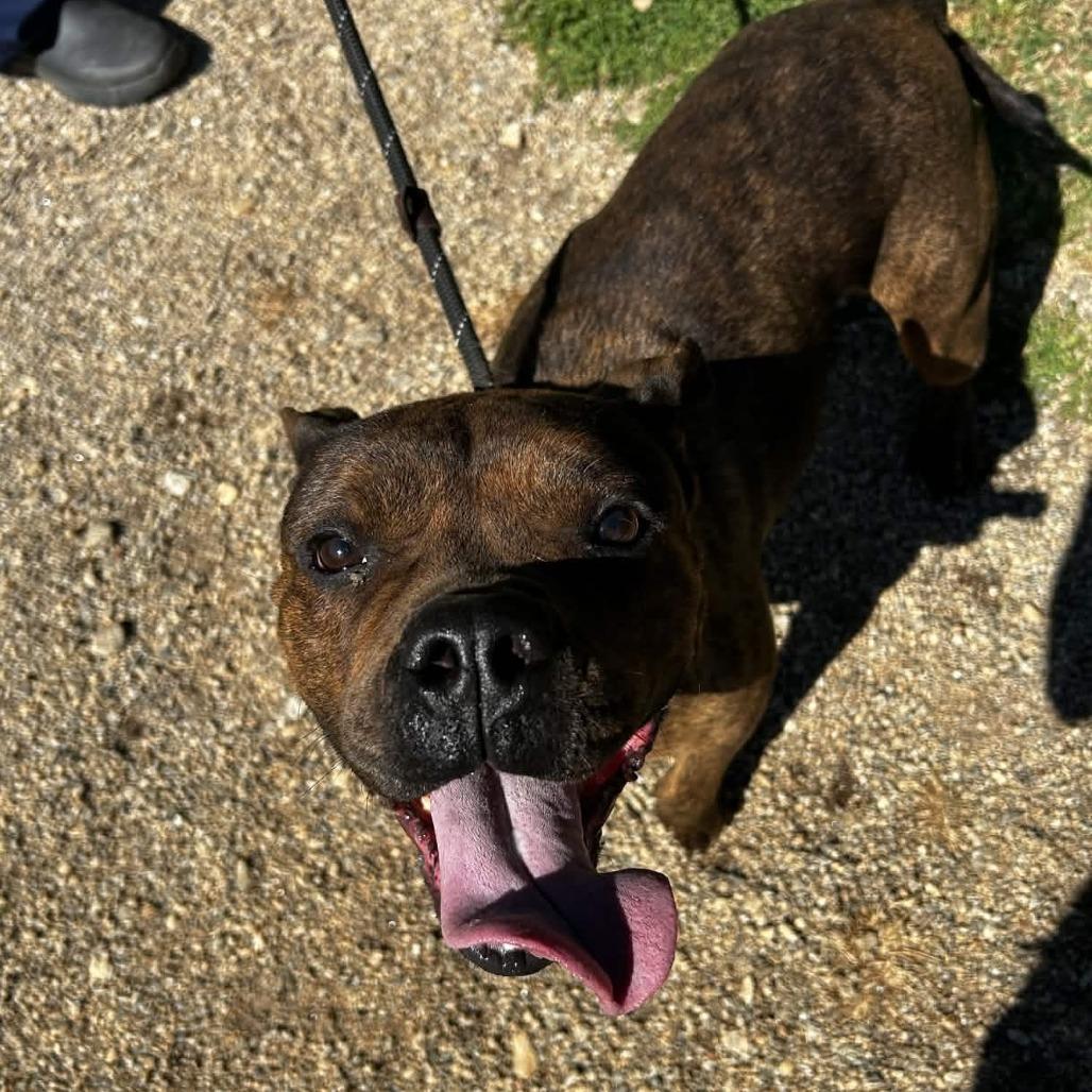 Enlarge Vivian, a Adoptable mixed breed in Greenville, SC image 2/6