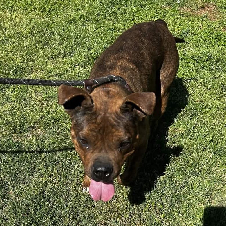 Enlarge Vivian, a Adoptable mixed breed in Greenville, SC image 3/6