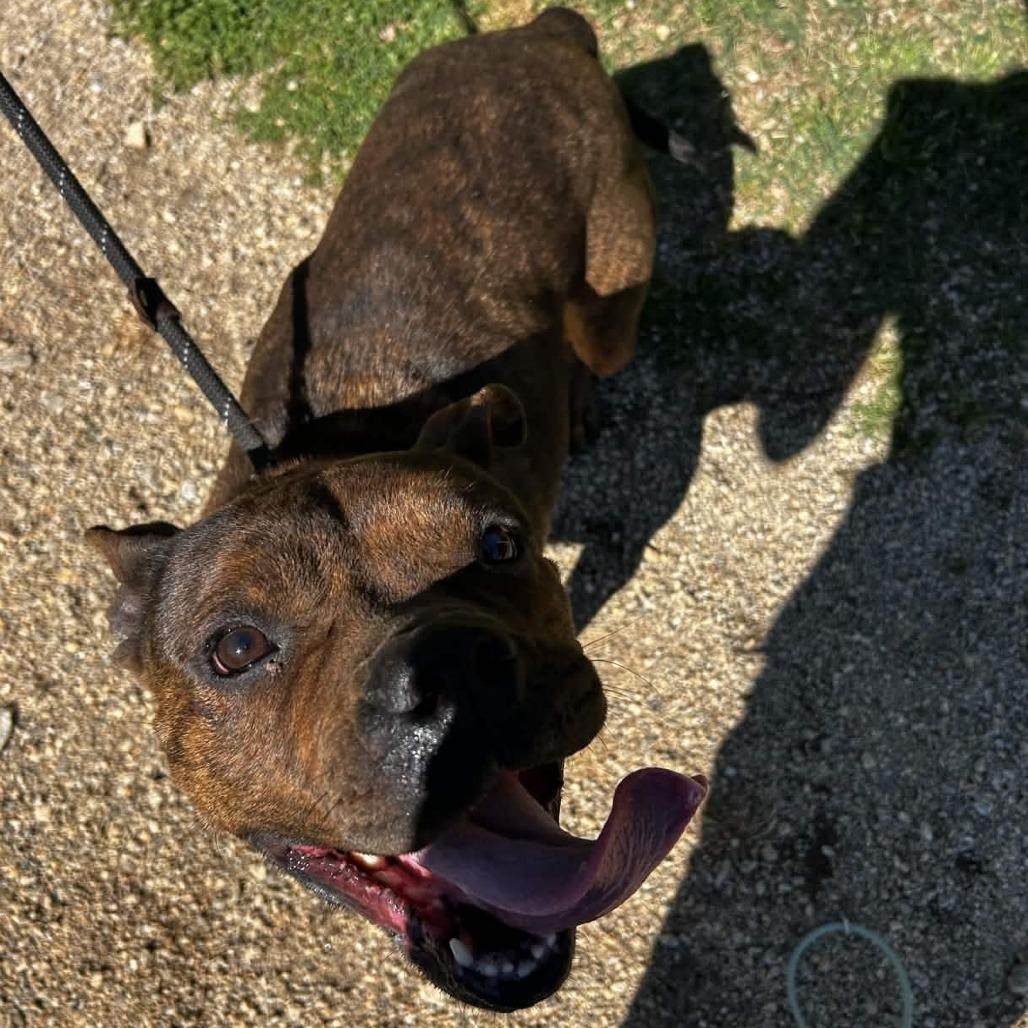 Enlarge Vivian, a Adoptable mixed breed in Greenville, SC image 4/6