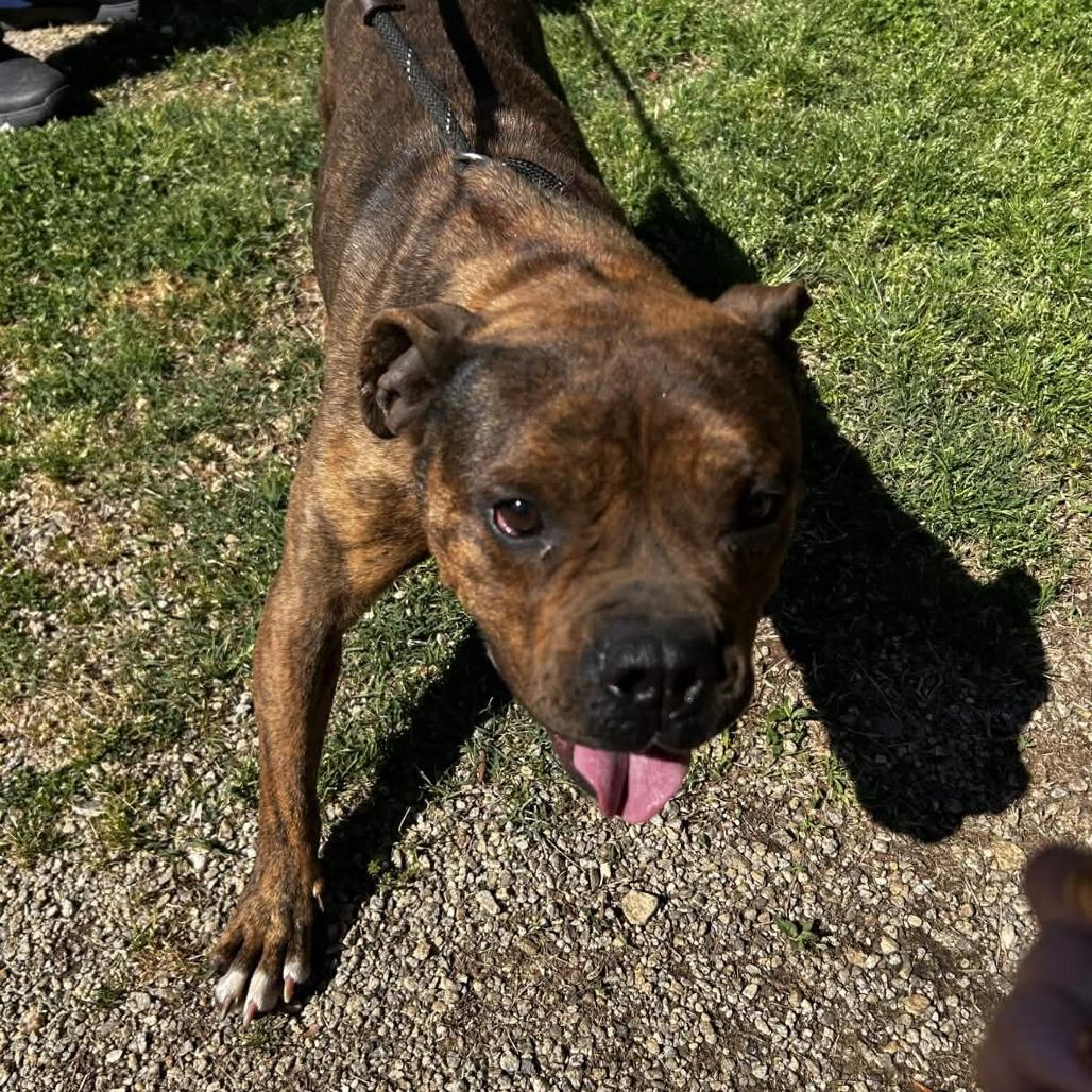 Enlarge Vivian, a Adoptable mixed breed in Greenville, SC image 5/6