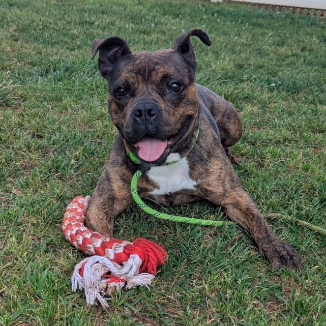 Vivian, a Adoptable mixed breed in Greenville, SC image 5/6