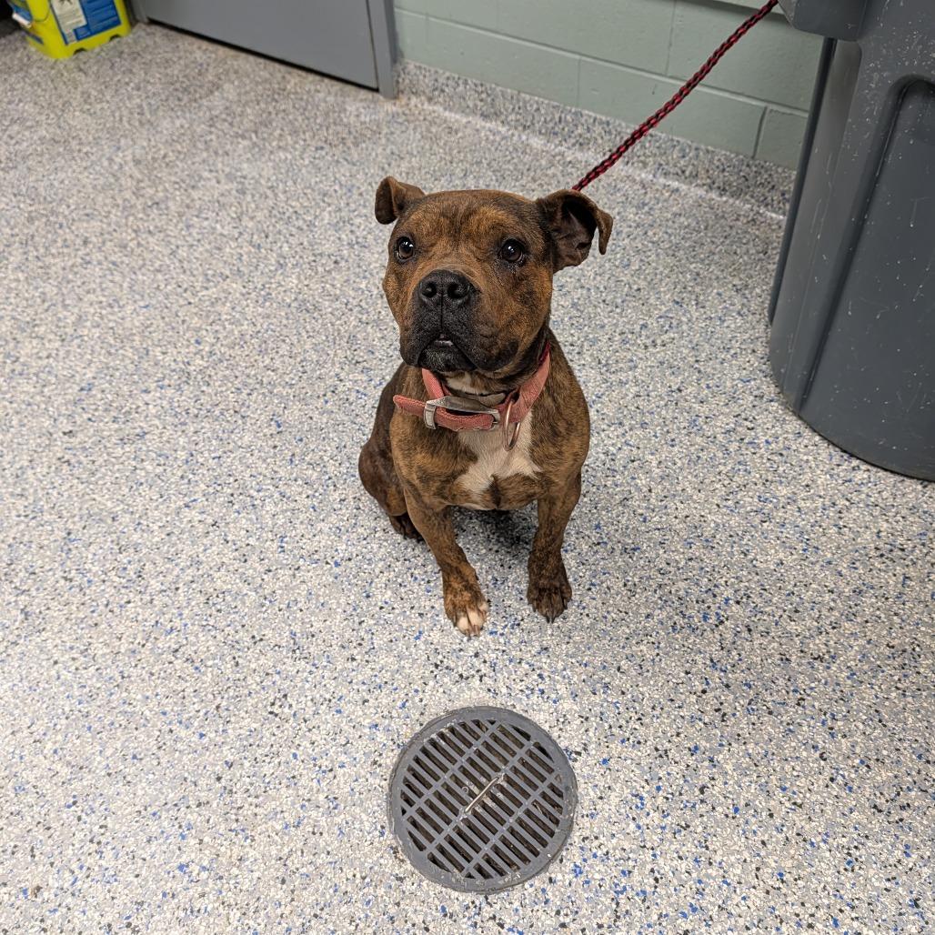 Enlarge Vivian, a Adoptable mixed breed in Greenville, SC image 6/6