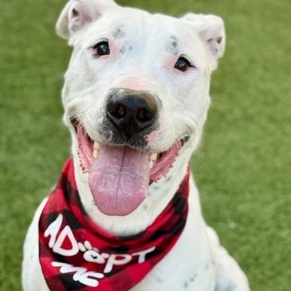 Smiley, ADOPTABLE, Adult Male Pit Bull Terrier.