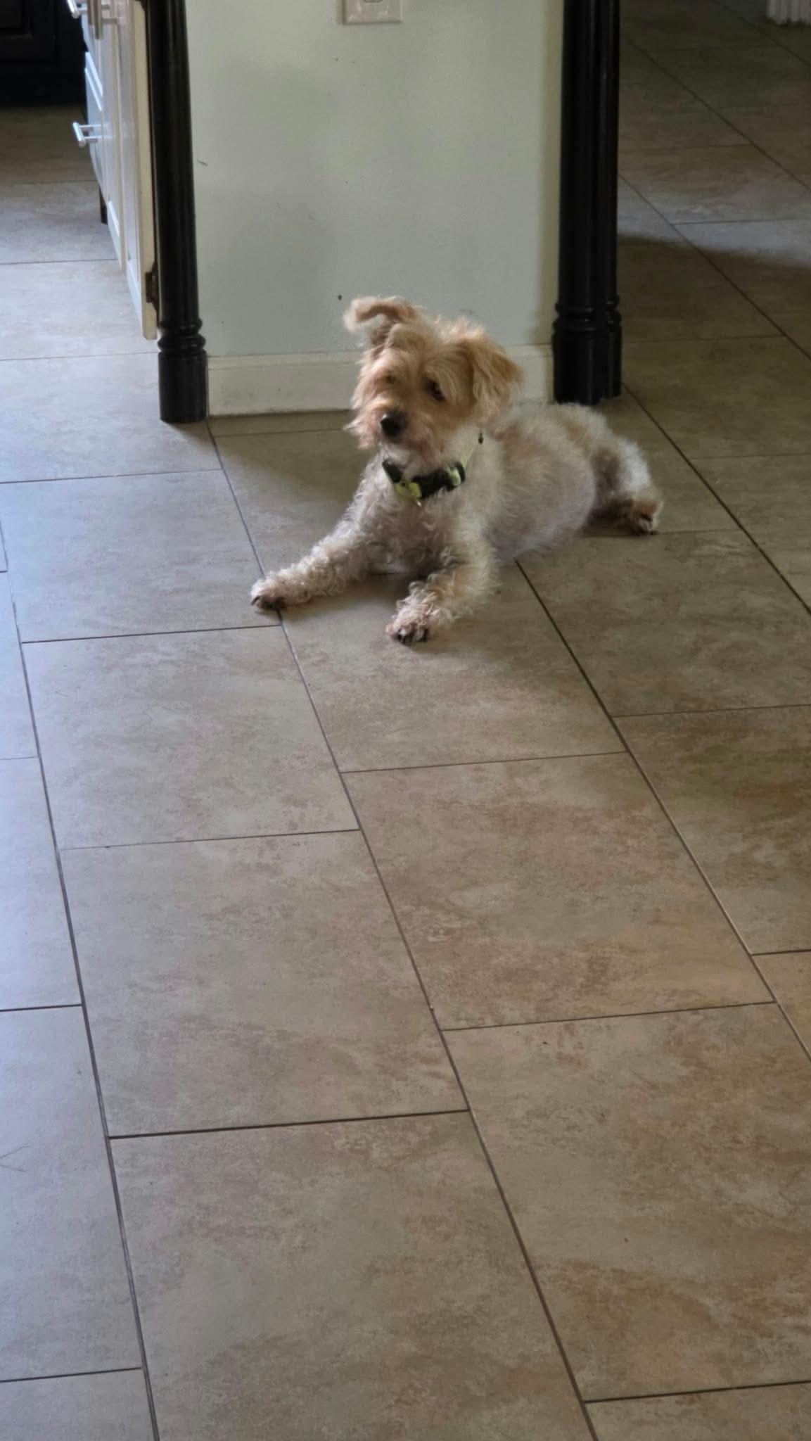 Snickers photo