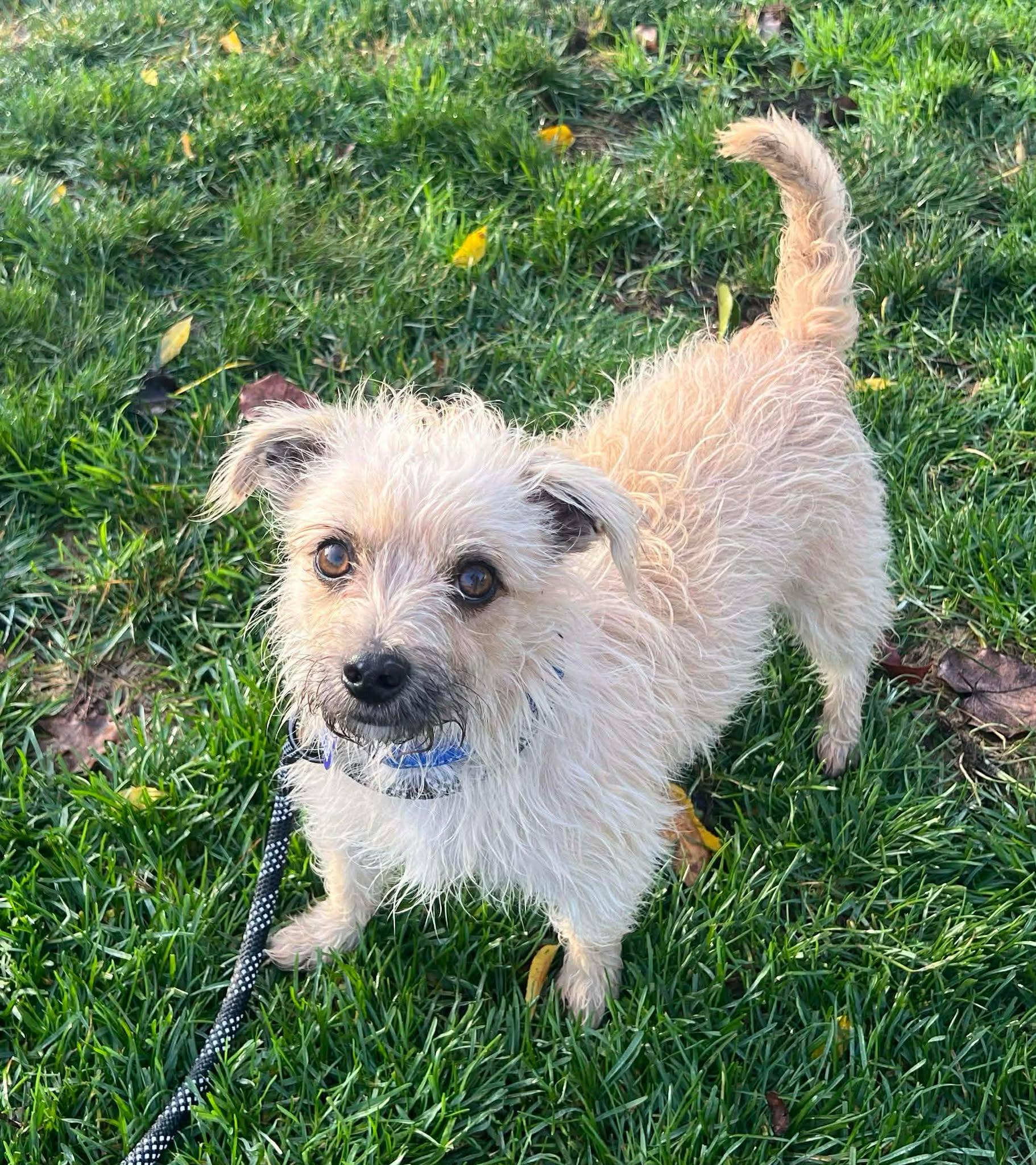 Nemo!, ADOPTABLE, Young Male Terrier & Poodle.