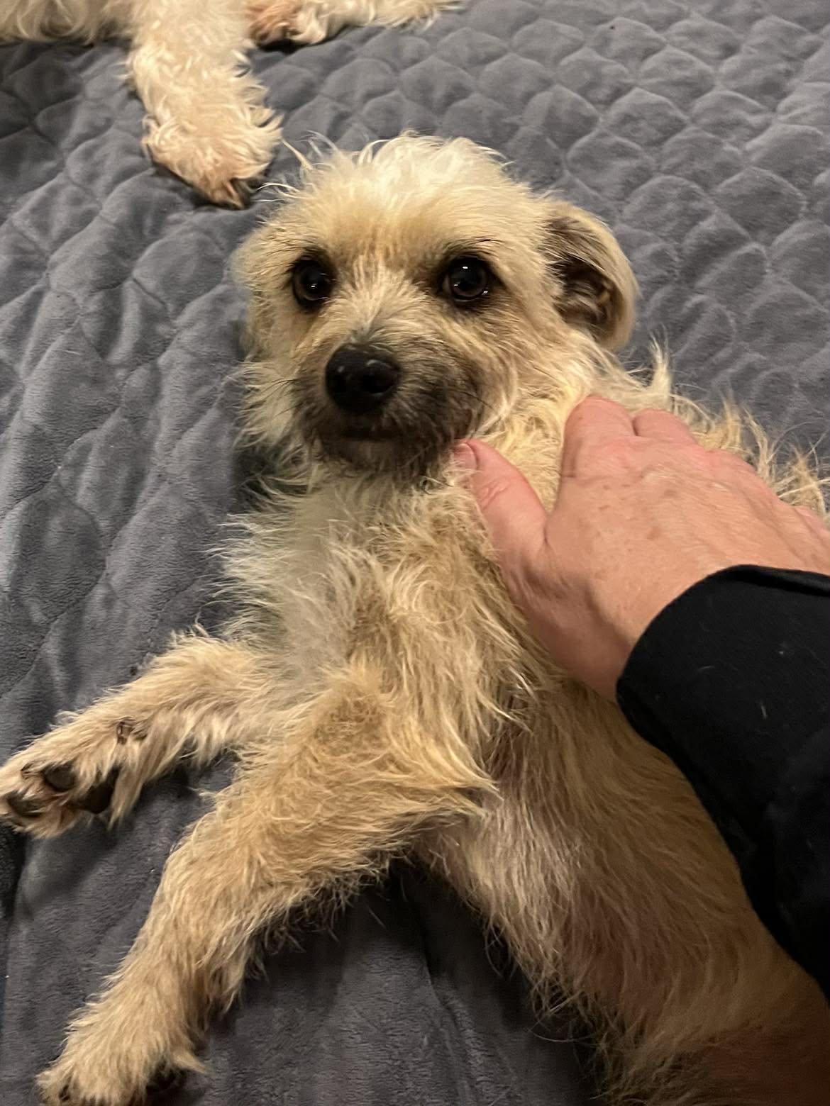 Enlarge Nemo!, a ADOPTABLE mixed breed in Roseville, CA image 3/6