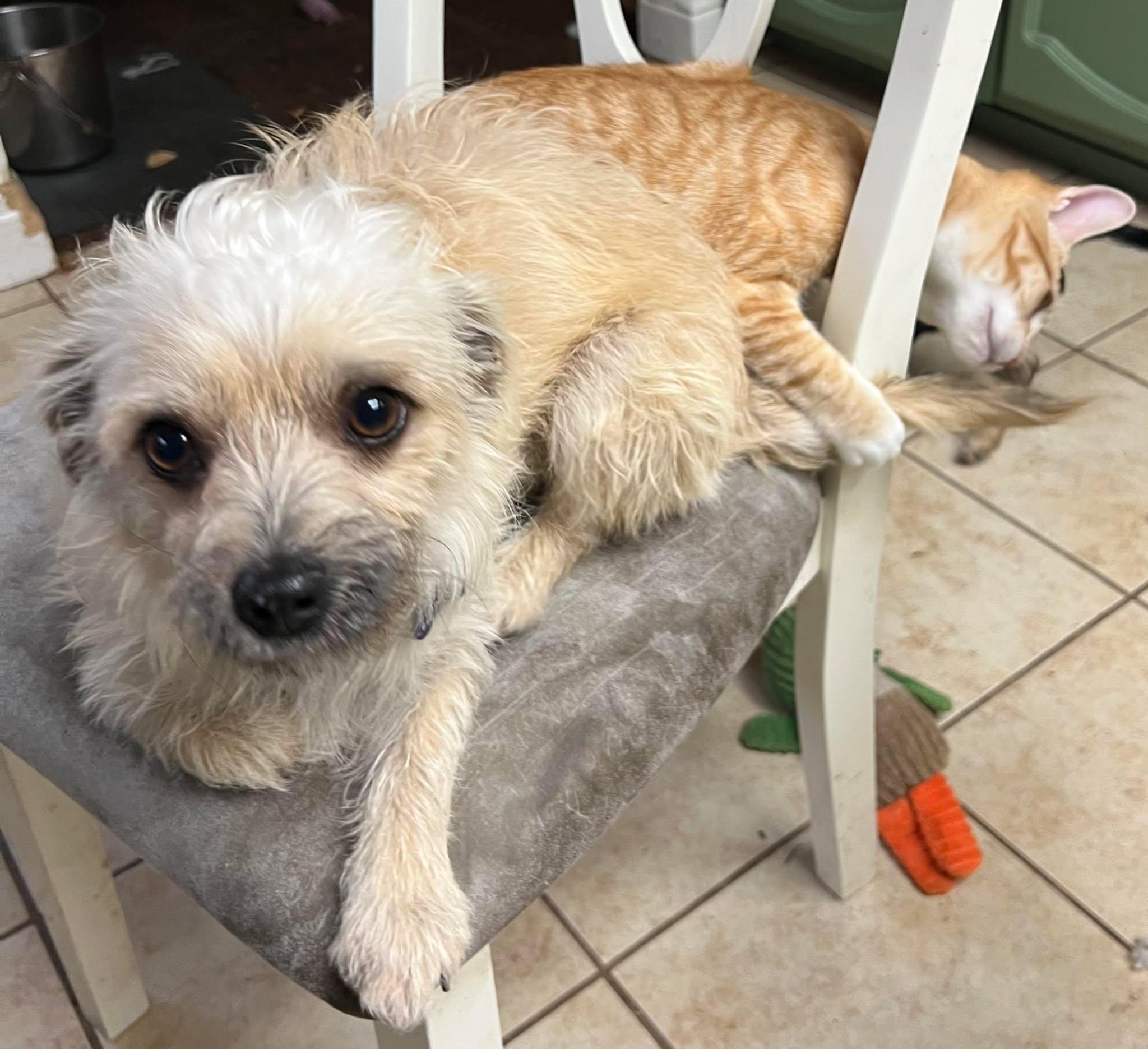 Enlarge Nemo!, a ADOPTABLE mixed breed in Roseville, CA image 5/6