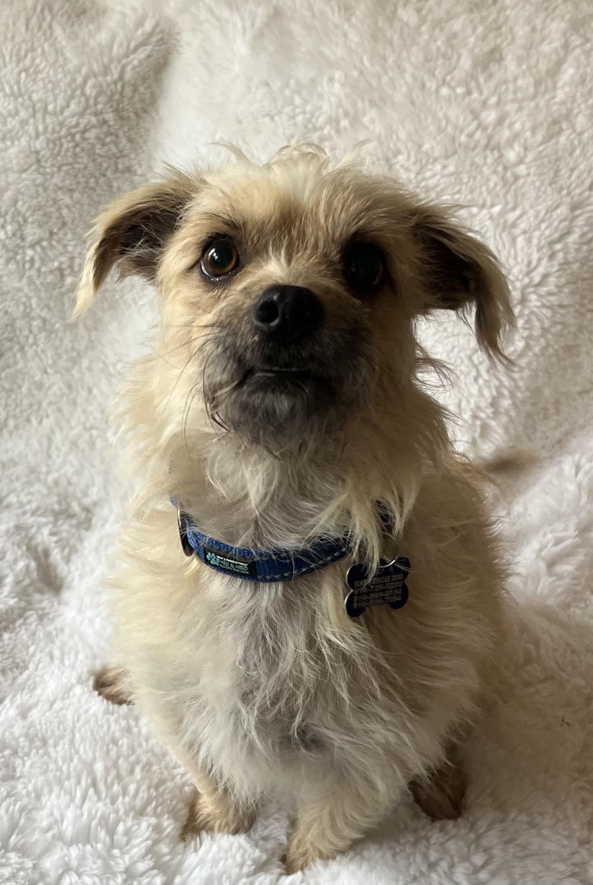 Enlarge Nemo!, a ADOPTABLE mixed breed in Roseville, CA image 2/6