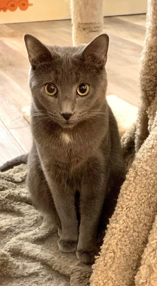 Jughead, Adoptable, Kitten Male Domestic Short Hair.