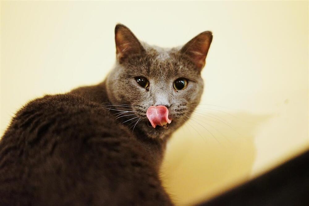 Enlarge Jughead, a Adoptable Domestic Short Hair in Huntington, NY image 1/6