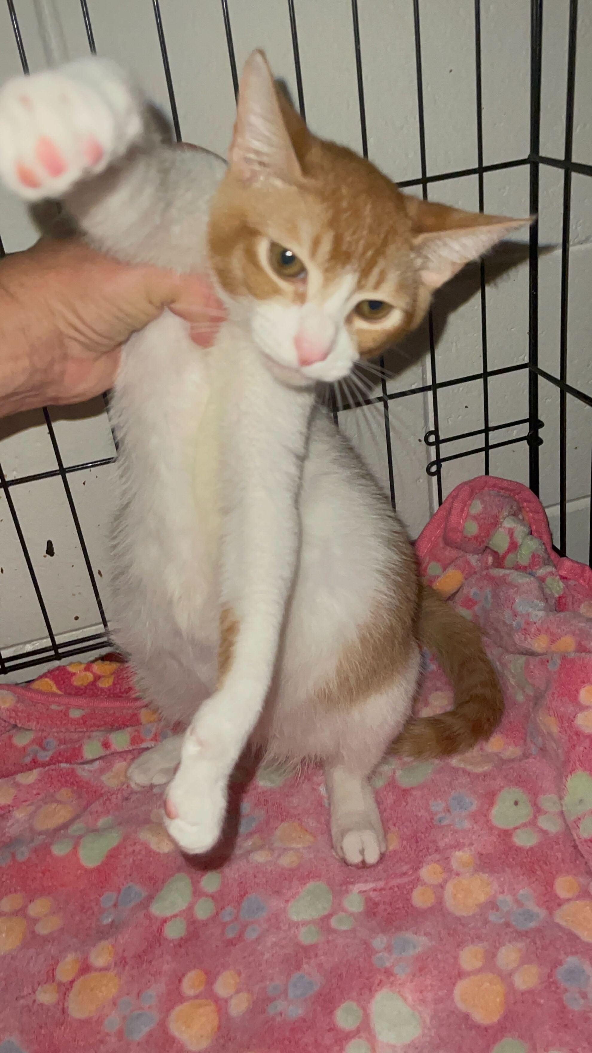 Spot, Adopted, Adult Male Domestic Short Hair.