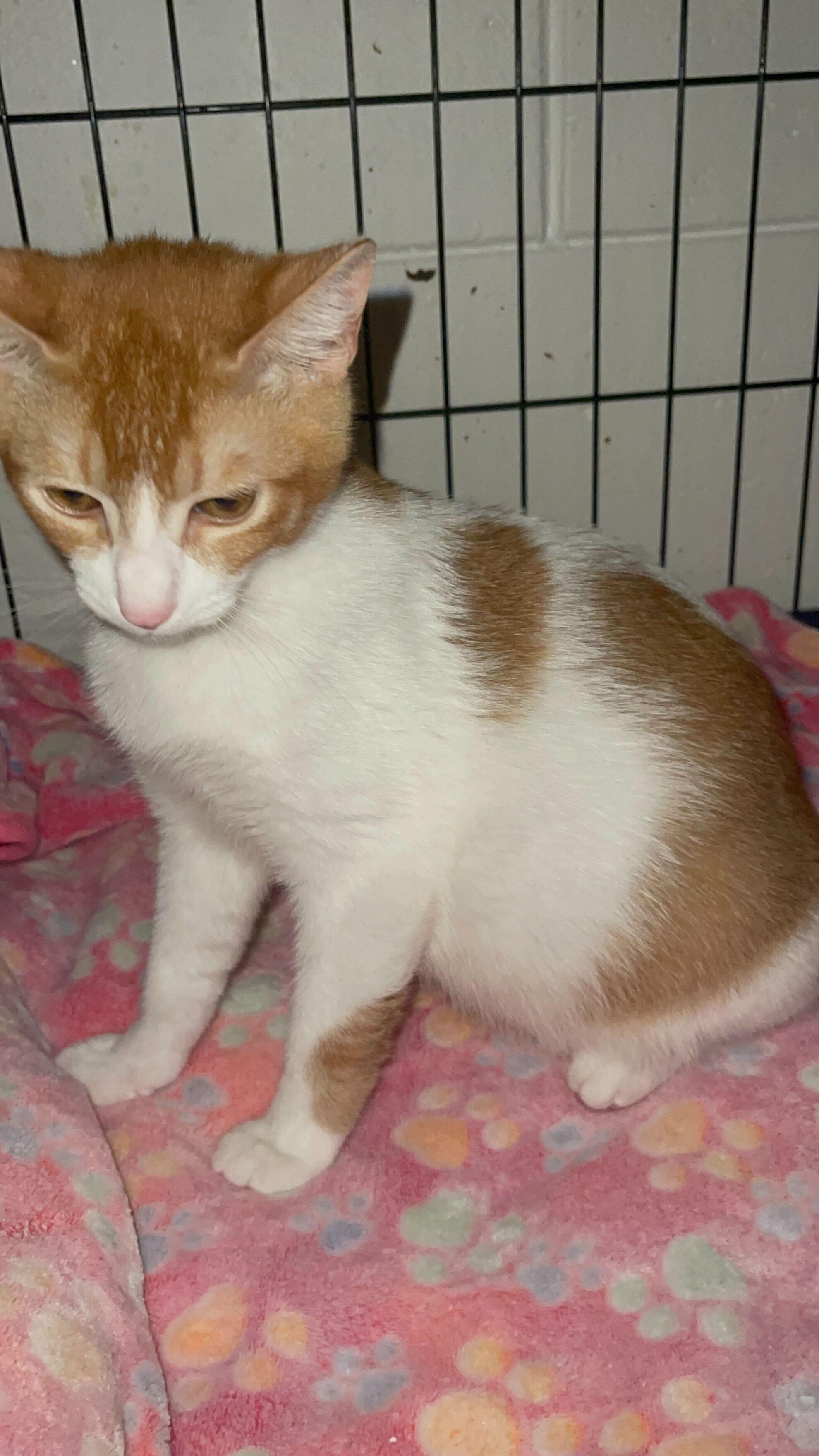 Enlarge Spot, a Adopted Domestic Short Hair in Honolulu, HI image 2/4