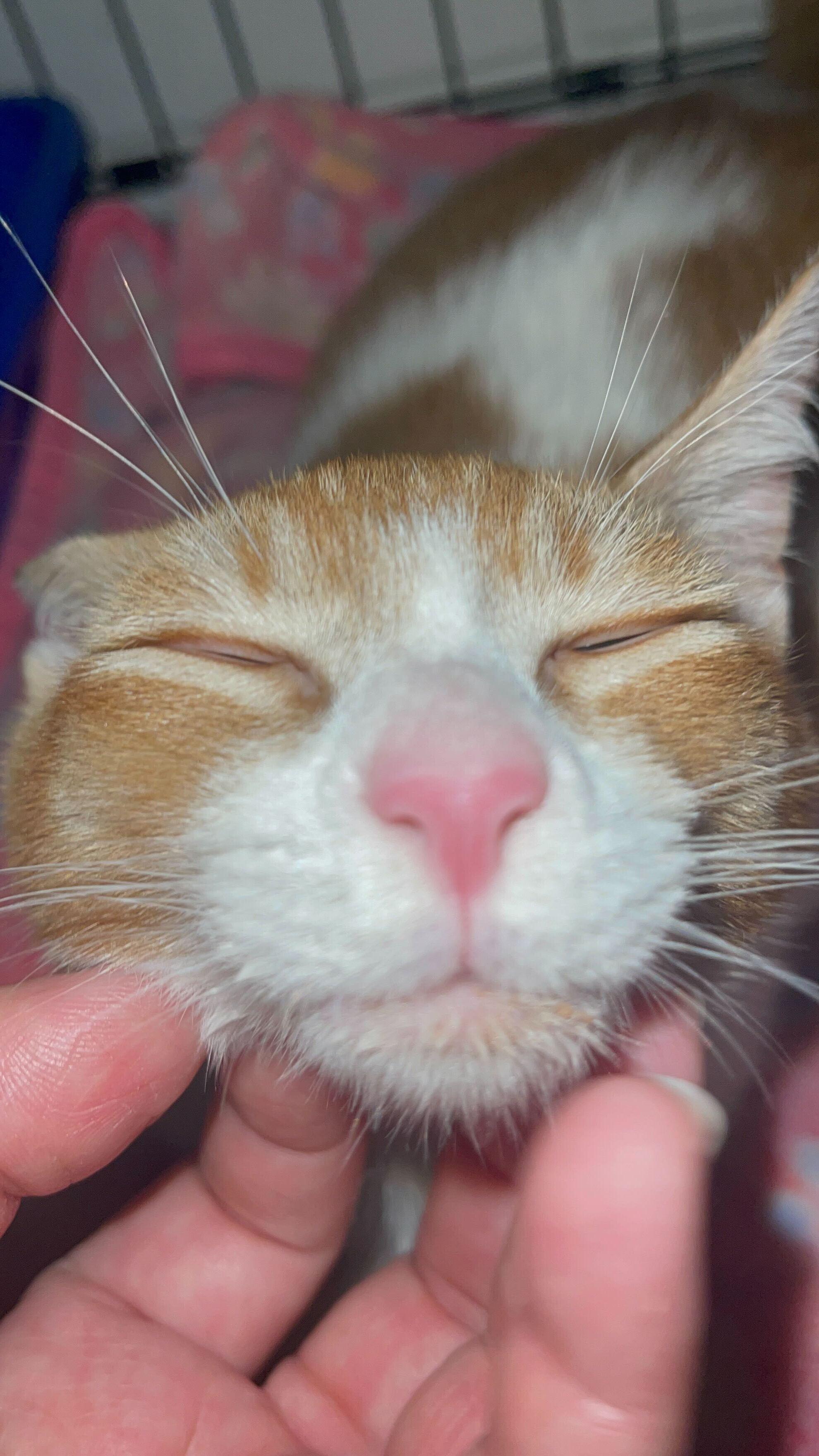 Enlarge Spot, a Adopted Domestic Short Hair in Honolulu, HI image 3/4