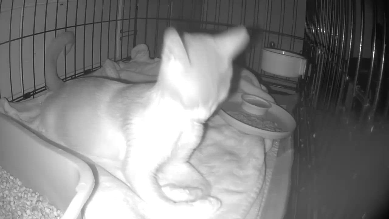 Enlarge Spot, a Adopted Domestic Short Hair in Honolulu, HI video 4/4
