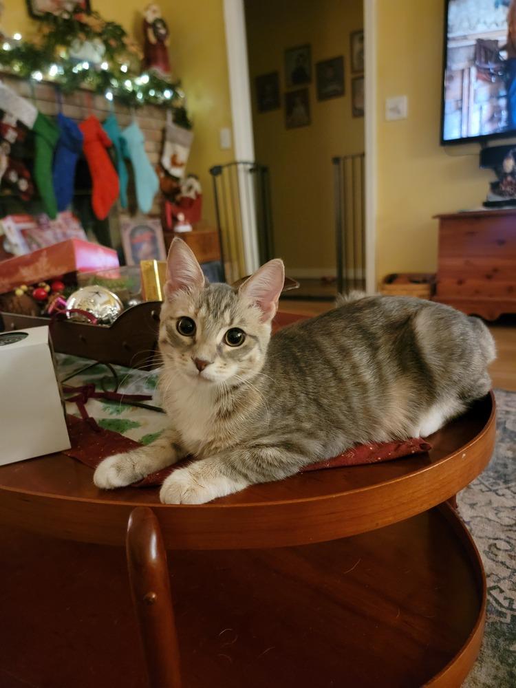 Enlarge Flora, a Adoptable mixed breed in Brandon, FL image 1/3