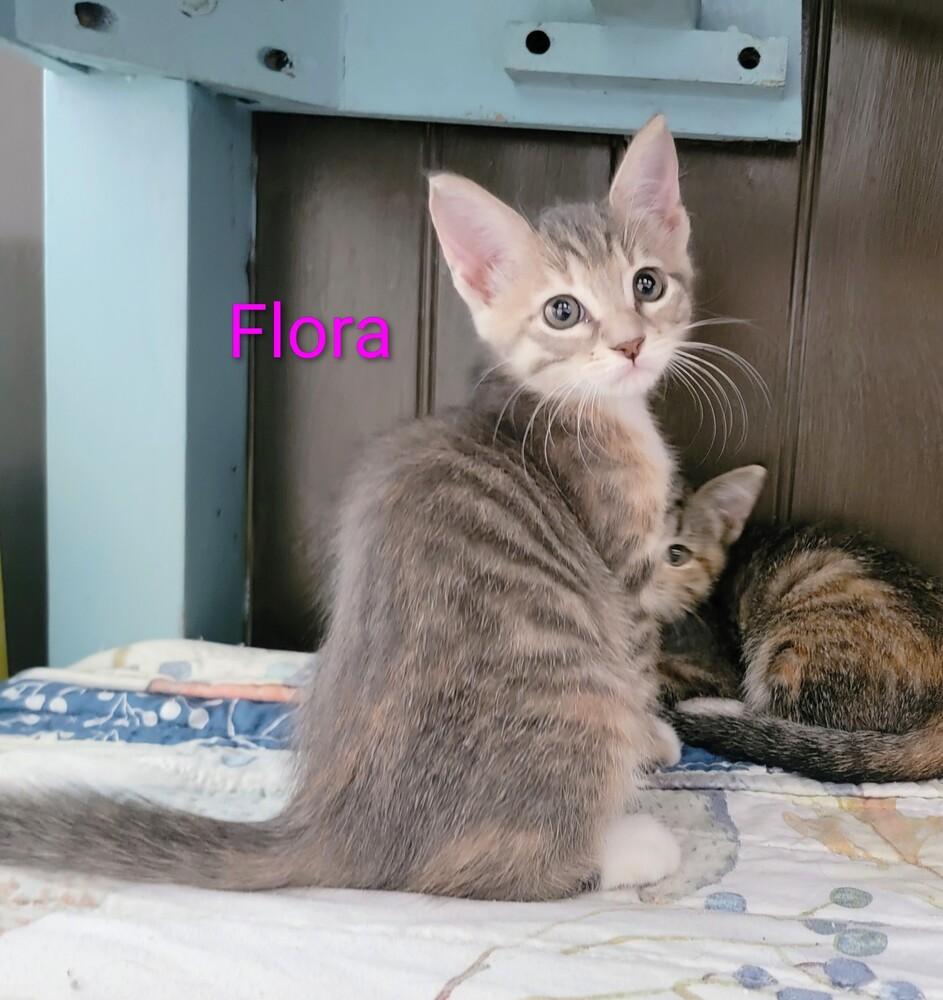 Enlarge Flora, a Adoptable mixed breed in Brandon, FL image 1/2