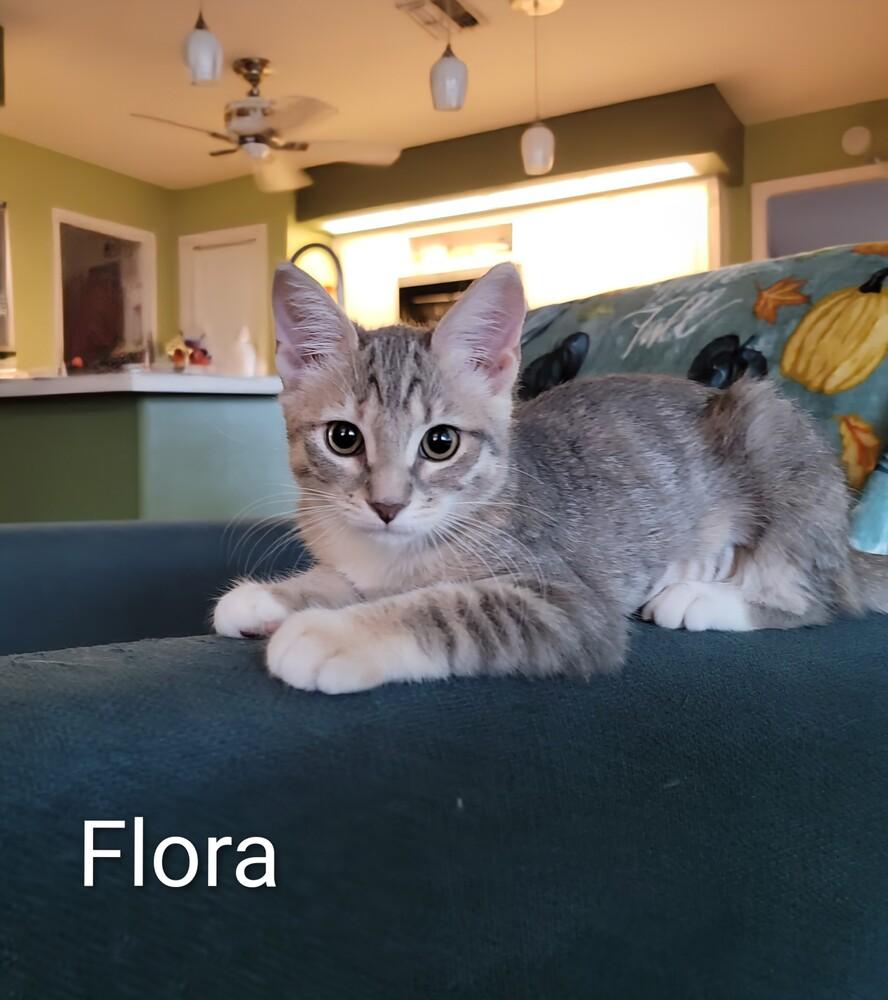 Enlarge Flora, a Adoptable mixed breed in Brandon, FL image 2/2