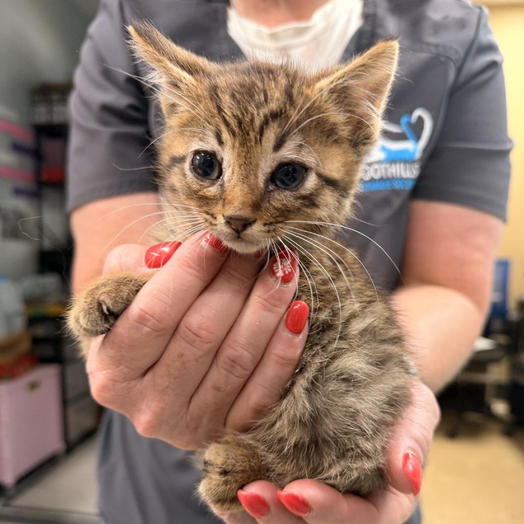 Ralph, Adoptable, Kitten Male Domestic Short Hair.