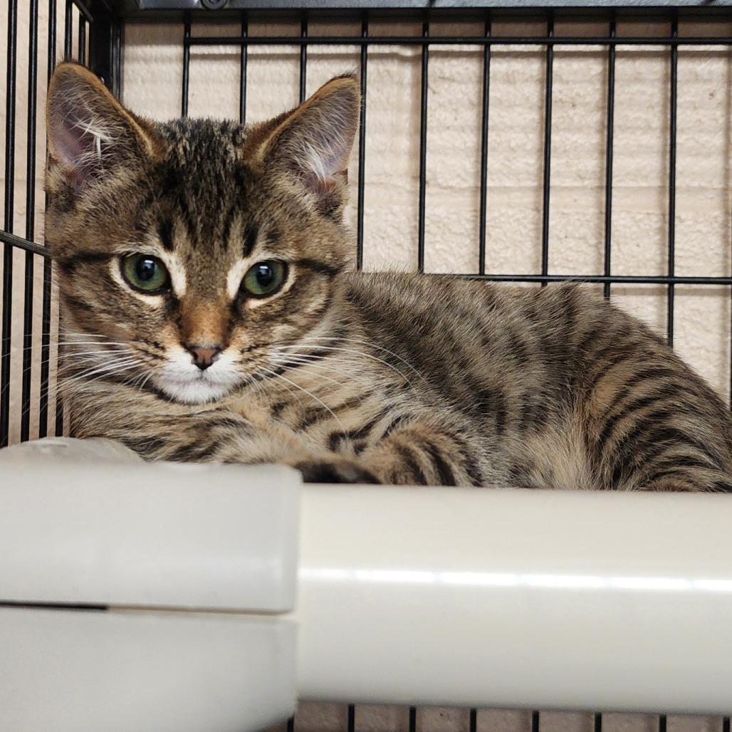 Enlarge Ralph, a Adoptable Domestic Short Hair in Columbus, NC image 2/3