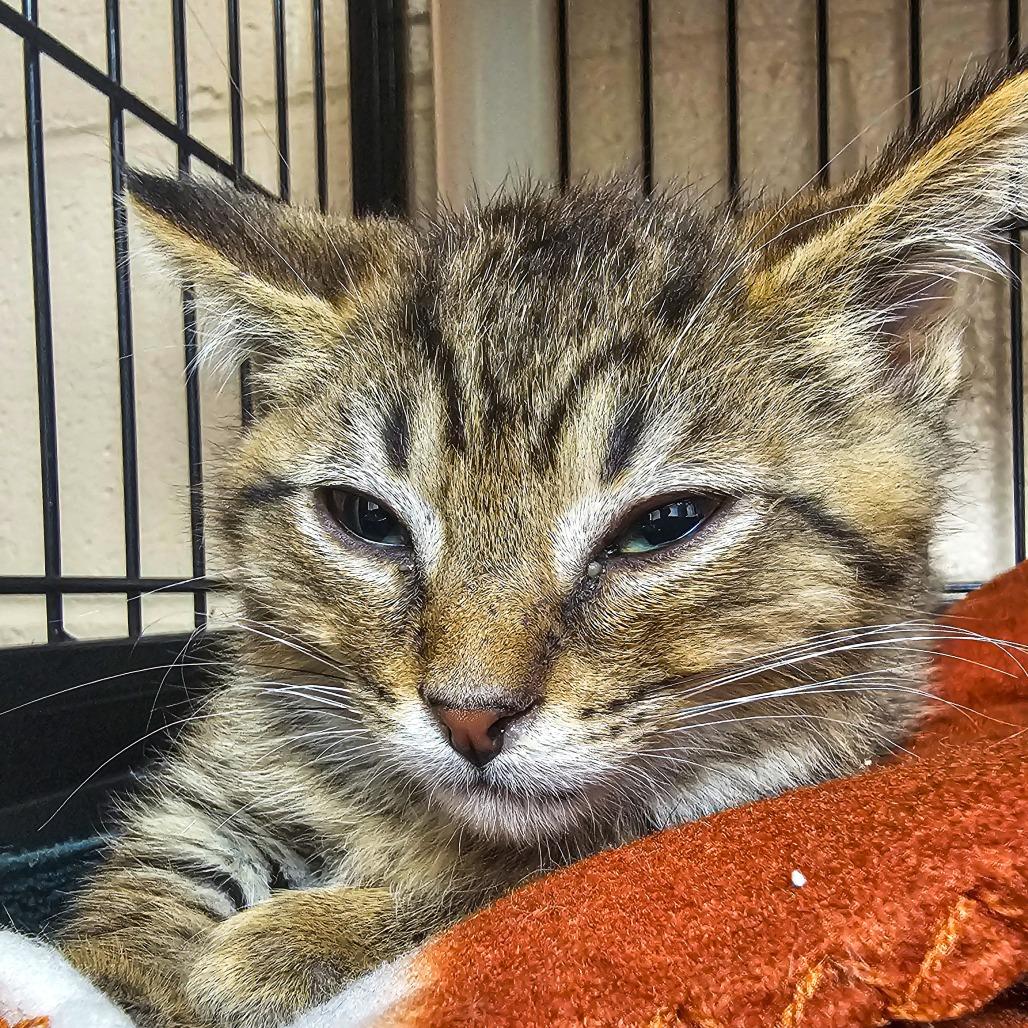 Enlarge Ralph, a Adoptable Domestic Short Hair in Columbus, NC image 3/3