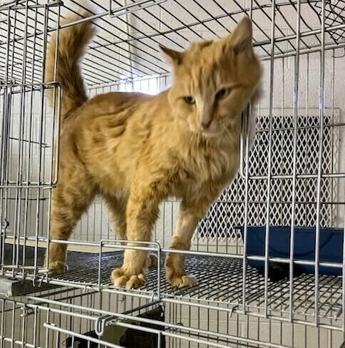 Enlarge Shenanigans, a Adoptable Domestic Long Hair in Thatcher, AZ image 1/1