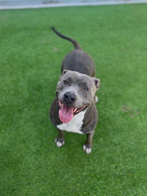 Enlarge PERRIWINKLE *PERRI*, a Adoptable mixed breed in Grand Prairie, TX image 1/1