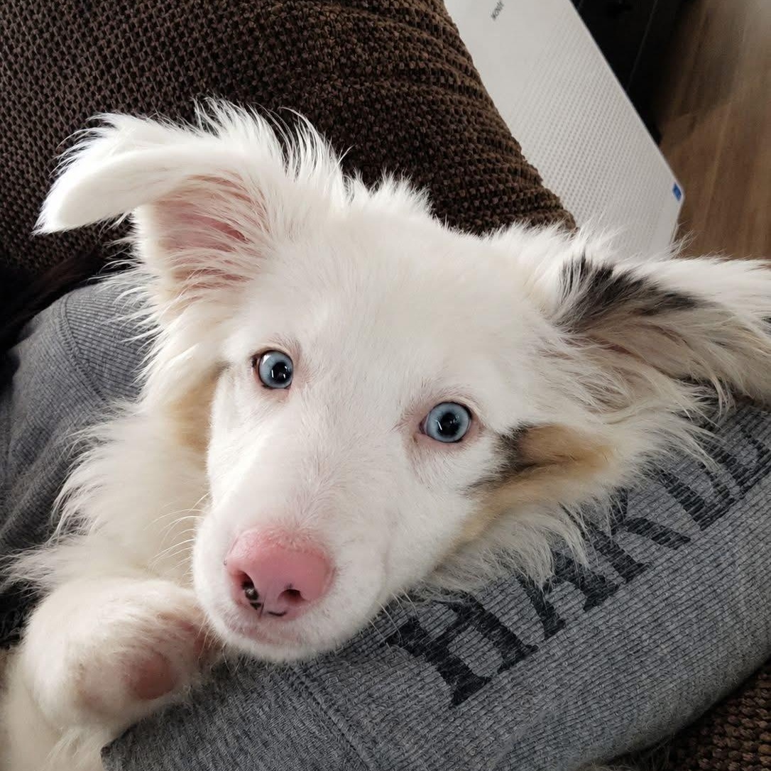 RADAR, a ADOPTABLE Australian Shepherd in Schnecksville, PA image 2/2