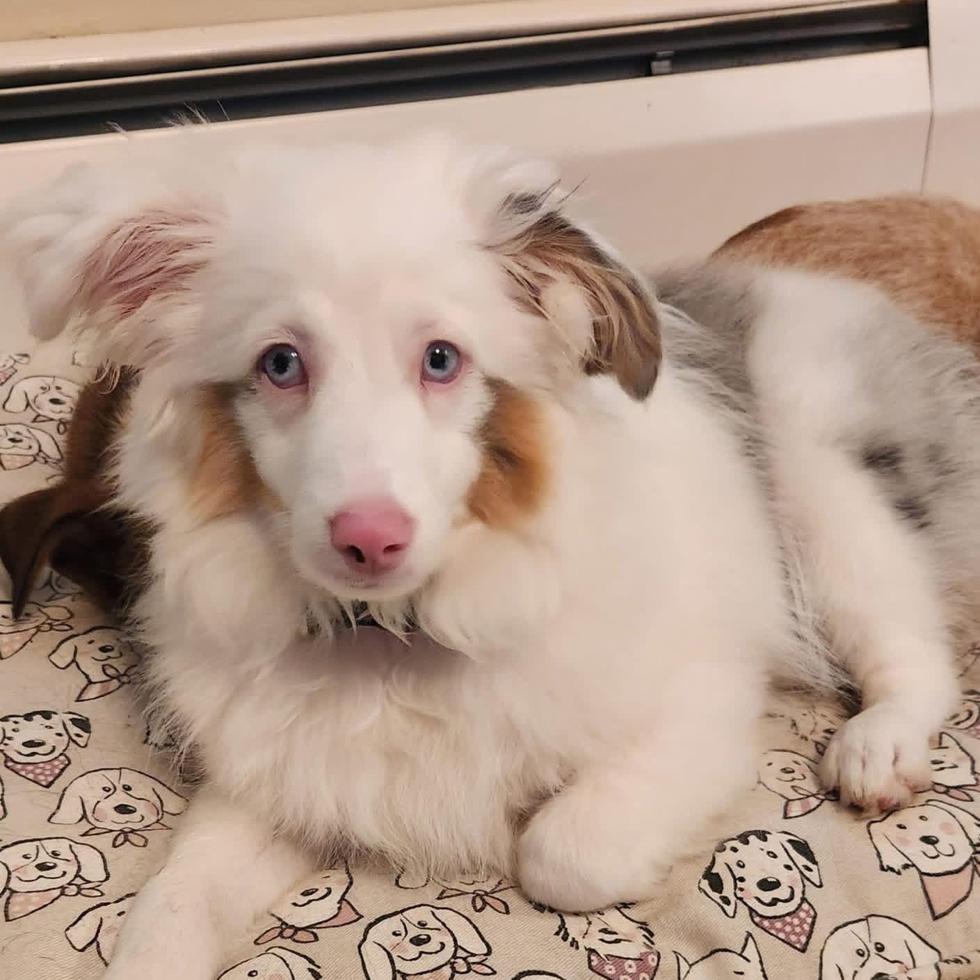 RADAR, a ADOPTABLE Australian Shepherd in Schnecksville, PA image 1/2