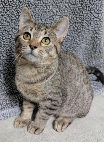 Enlarge Toastie, a Adoptable Domestic Short Hair in Little Falls, MN image 2/6