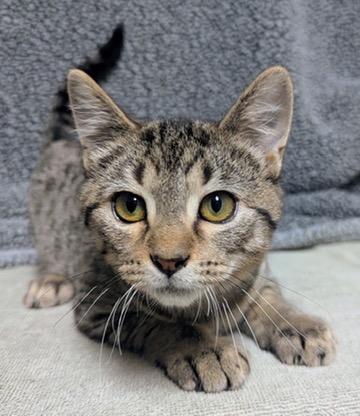 Enlarge Toastie, a Adoptable Domestic Short Hair in Little Falls, MN image 3/6