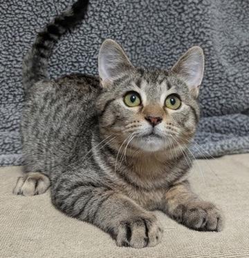 Enlarge Toastie, a Adoptable Domestic Short Hair in Little Falls, MN image 6/6