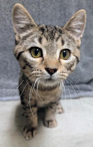 Enlarge Toastie, a Adoptable Domestic Short Hair in Little Falls, MN image 4/6