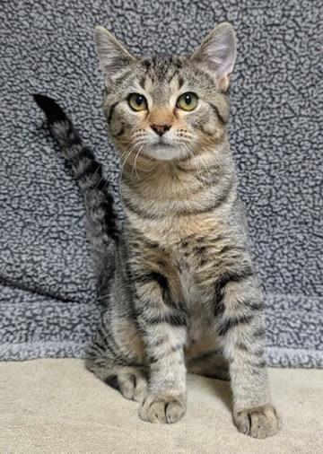 Enlarge Toastie, a Adoptable Domestic Short Hair in Little Falls, MN image 5/6